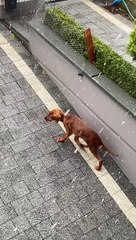Puppy's First Time Seeing Snow
