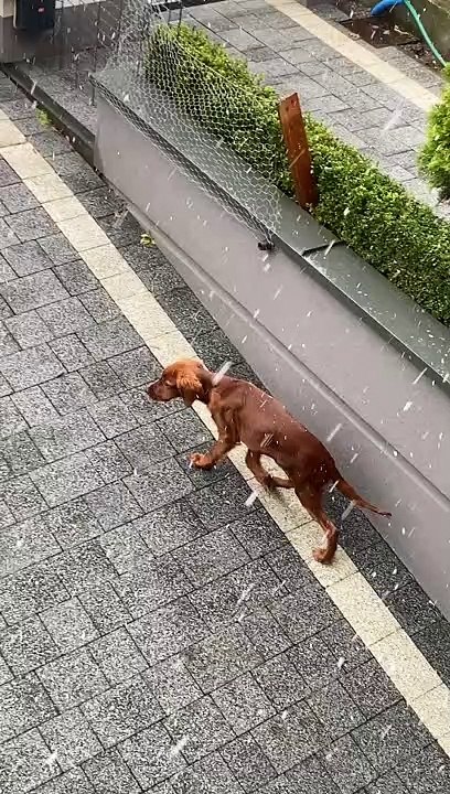 Puppy's First Time Seeing Snow