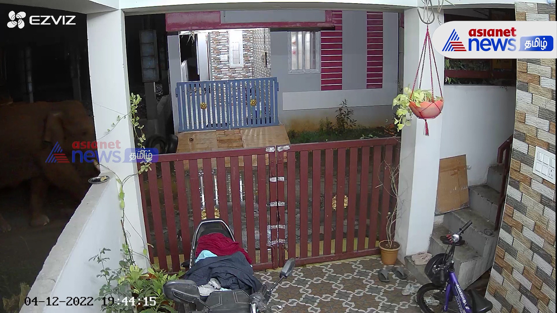 Watch :  வீட்டின் கேட்டிற்குள் தும்பிக்கை நீட்டி உணவு தேடிய காட்டுயானை!  சிசிடிவி காட்சிகள் வைரல்! 