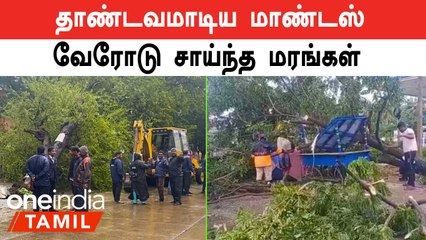 Chennai | சென்னையில் 100க்கும் மேற்பட்ட மரங்கள் முறிந்து விழுந்ததாக தகவல்