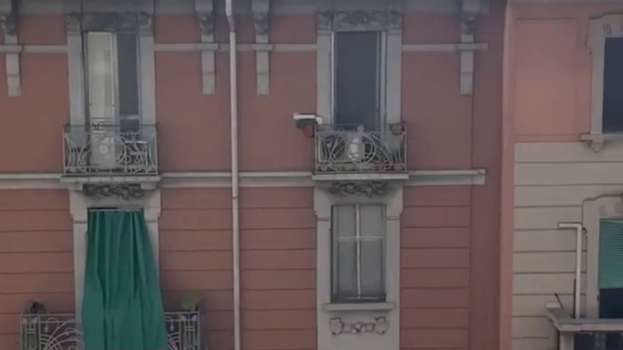 surprise cat