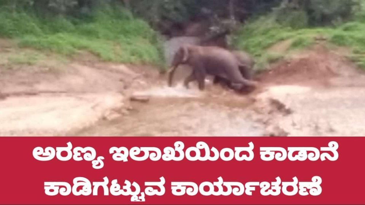 ಕಳಸ ಸುತ್ತಮುತ್ತ ಅರಣ್ಯ ಇಲಾಖೆಯಿಂದ ಕಾಡಾನೆ ಕಾಡಿಗಟ್ಟಲು ಕಾರ್ಯಾಚರಣೆ