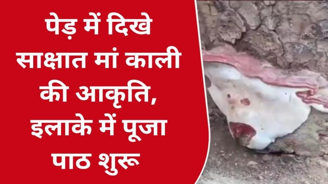 गजब का चमत्कार, पेड़ में दिखी मां काली की आकृति, देखने उमड़ी भीड़