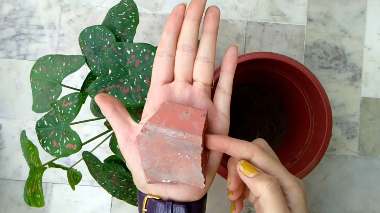 बिना खाद्य के नर्सरी से लाए पौधे कैसे रिपोर्ट करें