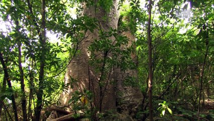 Wildest Islands - Zanzibar - Land of Giants