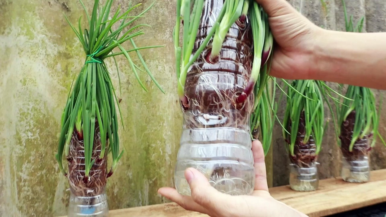 Growing green onions without watering in repurposed plastic bottles