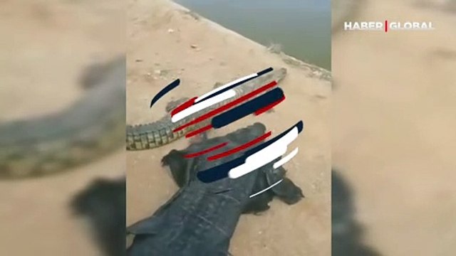 Görüntülere inanamayacaksınız... Hayatını tehlikeye atıp timsahla böyle dalga geçti