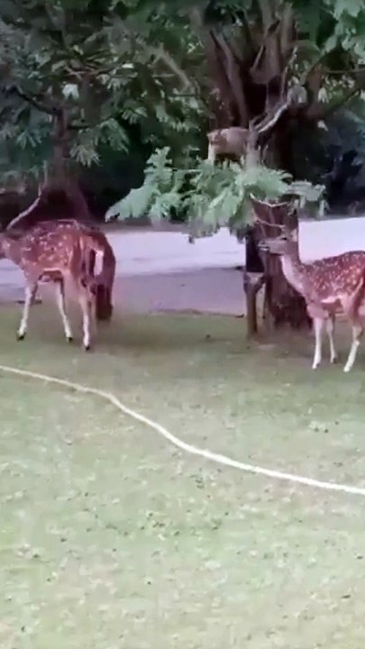 बंदर की समझदारी  करी हिर्णो  की मदत | Kindness of Monkey helping Deer's  to  fill stomuch