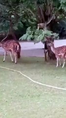 बंदर की समझदारी  करी हिर्णो  की मदत | Kindness of Monkey helping Deer's  to  fill stomuch