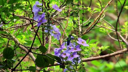 Wildest Islands - Caribbean - The Wild Side of Paradise