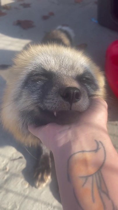 Milo the Happiest Fox