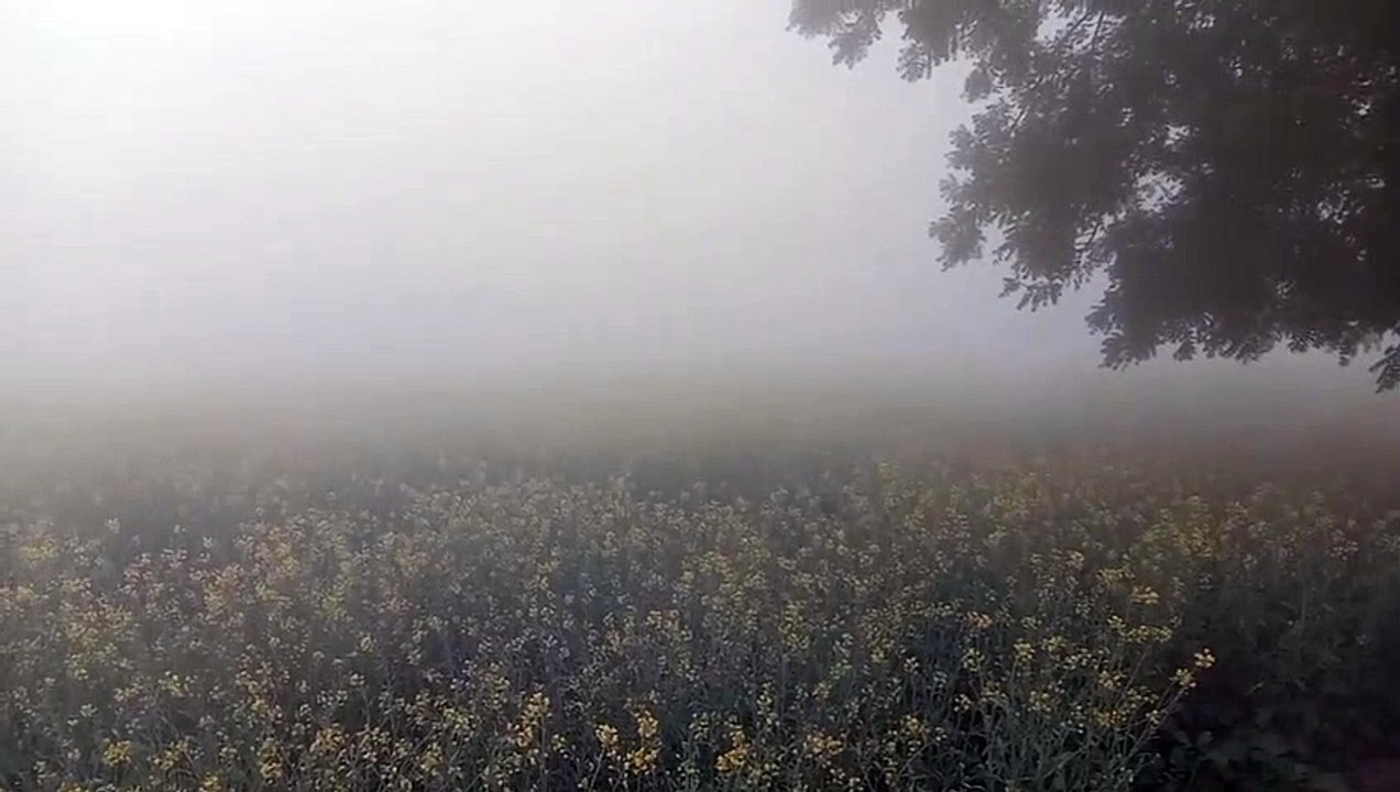 राजस्थान के मौसम में उतार चढ़ाव का दौर, कई जिलो...