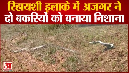 रिहायशी इलाके में अजगर ने दो बकरियों को बनाया निशाना