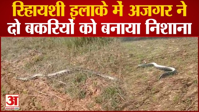 रिहायशी इलाके में अजगर ने दो बकरियों को बनाया निशाना