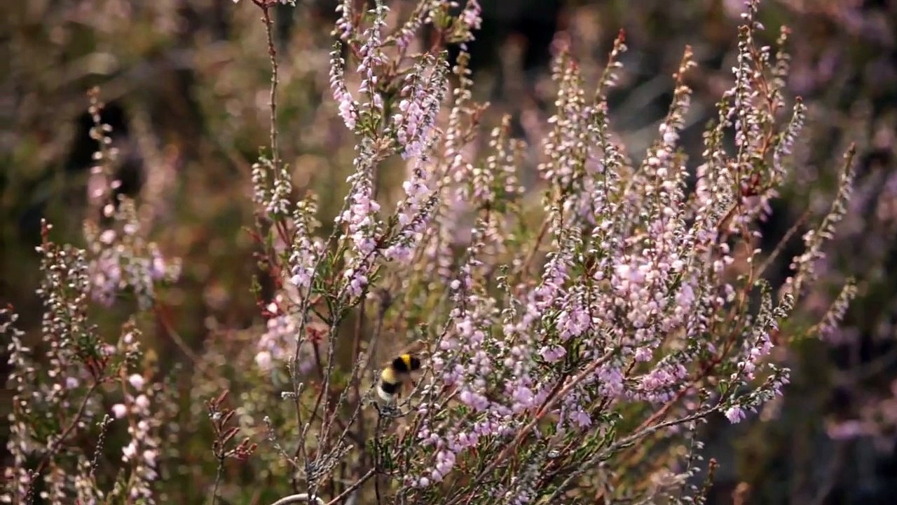 Discovering Dutch nature during housesitting  travelvlog_v720P