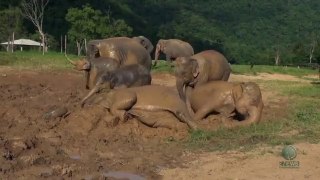 Baby elephant mud bath (Crazy mud fun) - ElephantNews