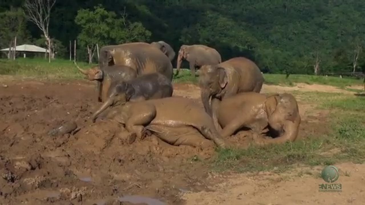 Baby elephant mud bath (Crazy mud fun) - ElephantNews