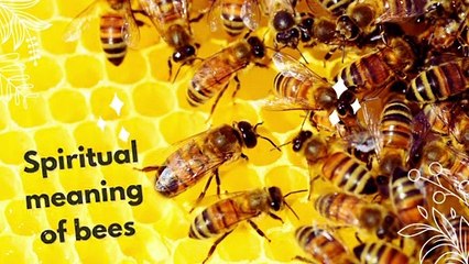 Spiritual meaning of bees video