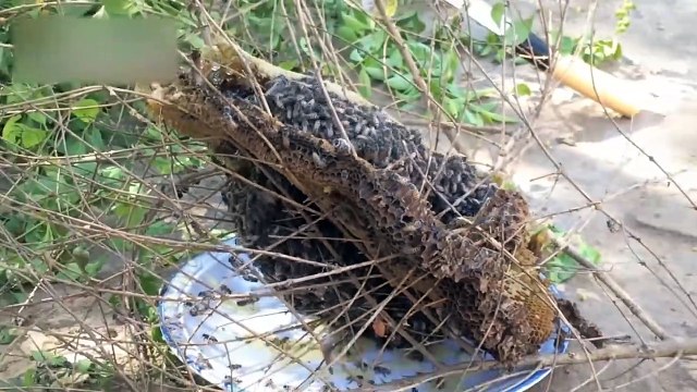 MOST AMAZING FACTS ABOUT EAGLE , SHAHEEN |URDU DOCUMENTARY ON UQAAB | Urdu Cover