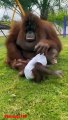 Animals Act Like Humans. Cute Animals #gorilla #gorillas #orangutan #gorillatag #gorillaz