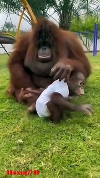 Animals Act Like Humans. Cute Animals #gorilla #gorillas #orangutan #gorillatag #gorillaz