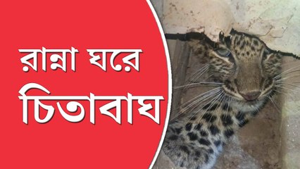 খাবারের খোঁজে রান্না ঘরে ঢুকে পড়ল চিতাবাঘ! চাঞ্চল্য ডুয়ার্সে