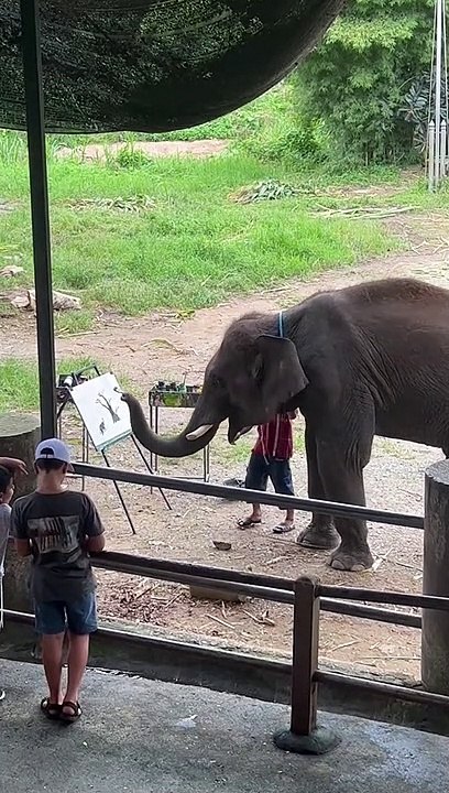 Elephant Paints a Picture