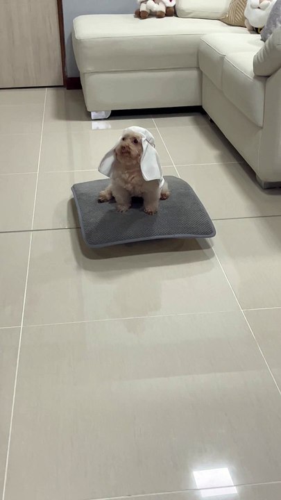 Pompous Puppy Patrols on Roomba