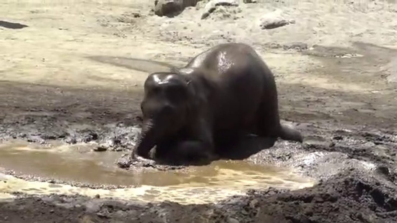 Elephant Mud Bath - video Dailymotion