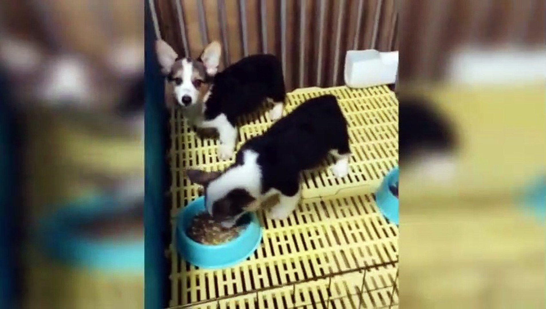 ⁣Dogs and Cats Reaction to Food Funny Animal Videos