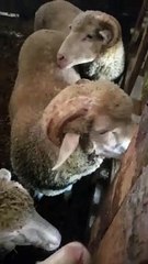 So cutest my lambs