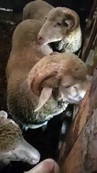 So cutest my lambs