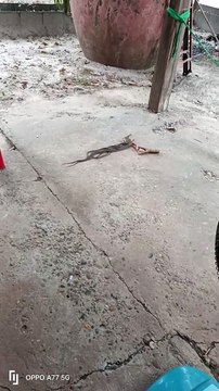 Slithering Clump of Snakes