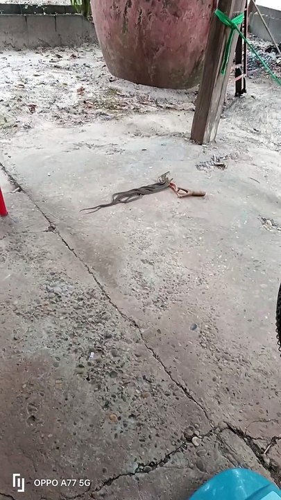 Slithering Clump of Snakes