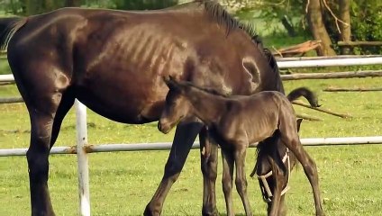 Cute Baby Horse Try To Walk With His Mother   Beautiful Baby Horse Video   Animal's Galaxy   2021