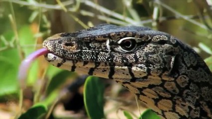Leopard And Lizard Fighting In The Jungle   Leopard VS Lizard   Animal's Galaxy Video