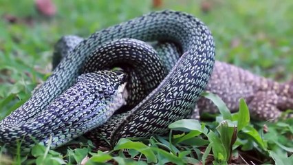 Golden Tree Snake Eating Monitor Lizard   Golden Tree Snake VS Monitor Lizard   Animal's Galaxy