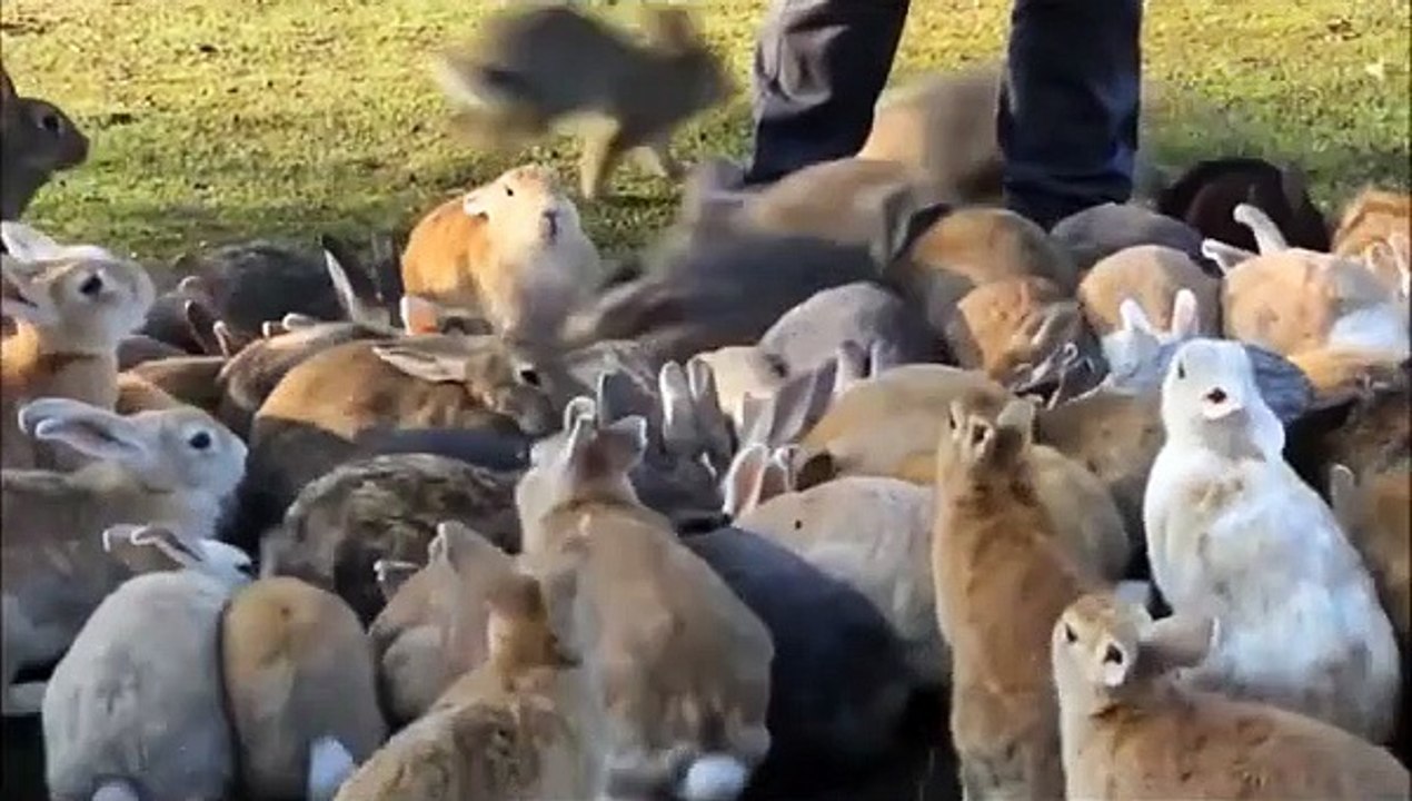 Bunny Rabbit Island Japan   Cute Baby Bunny Rabbit Videos   #shorts
