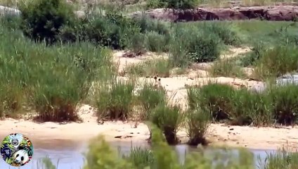 Wild Animal Catastrophic war   mother Giraffe tried to attack Lion