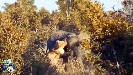 Hyenas became a hero who saved a pig from a leopard attack