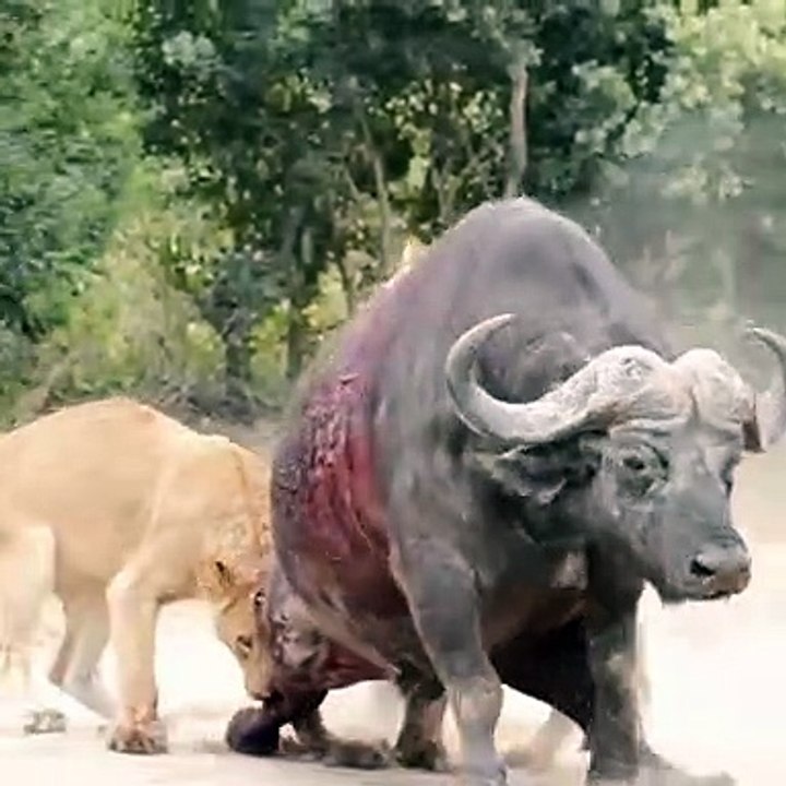Lion Attack Buffalo