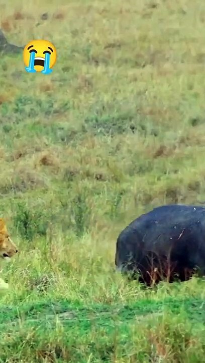 wildlife animals (2)