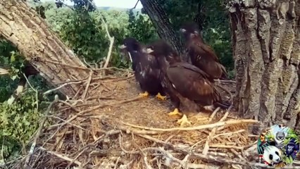 19 of the Most Brutal and  Hunting moments in Africa, when Wild Animals Attack their Prey  2022