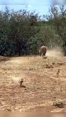 Loin hunting in forrest // #forrest #wildanimals #worldanimals