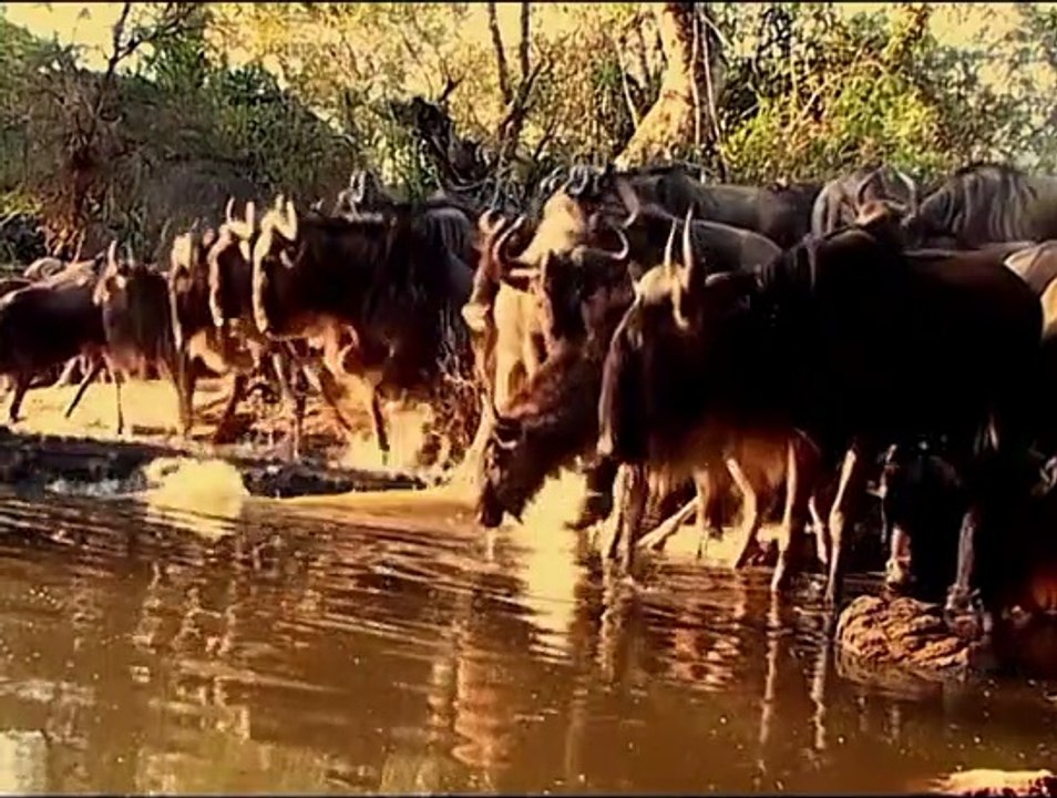 crocodile hunting // #forrest #wildanimals #worldanimals