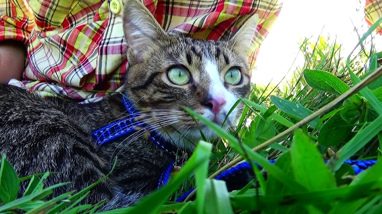 Cute Kitten Is Scared by a Dog