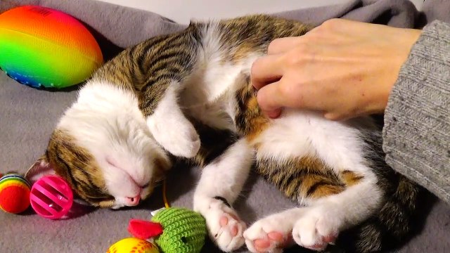 Kitten Rudolph Purrs among His Toys