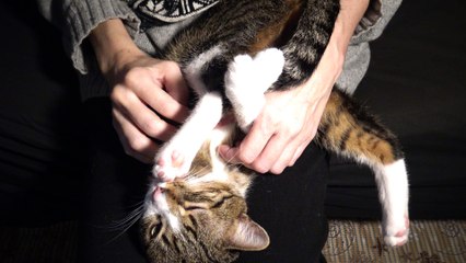 Kitten Rudolph Sleeps in a Weird Position