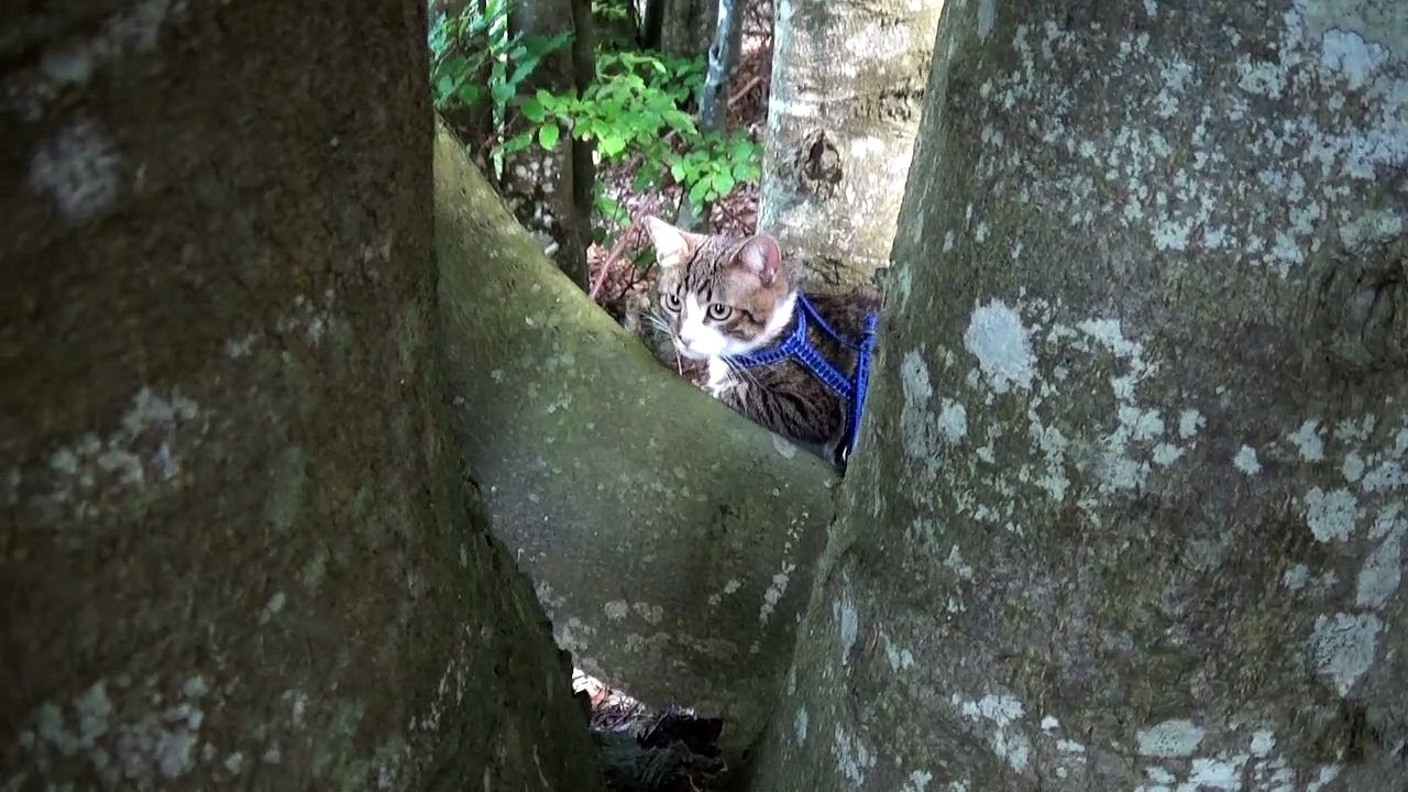 Kitten Rudolph Stalks Birds from a Tree