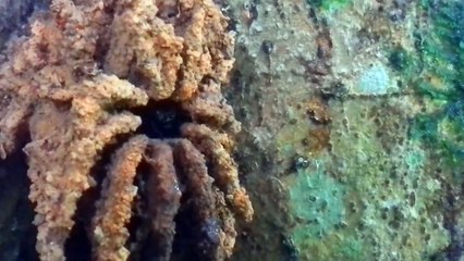 abelha mandaçaia colônia de Mandaçaia